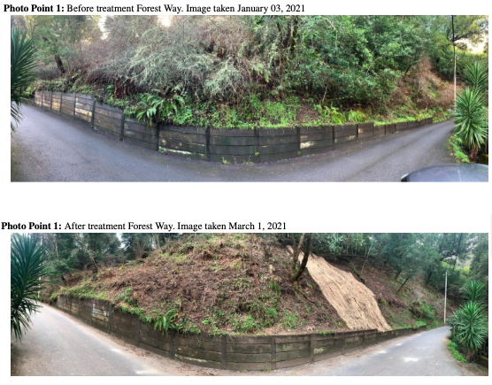 Forest Way Before and After 2021